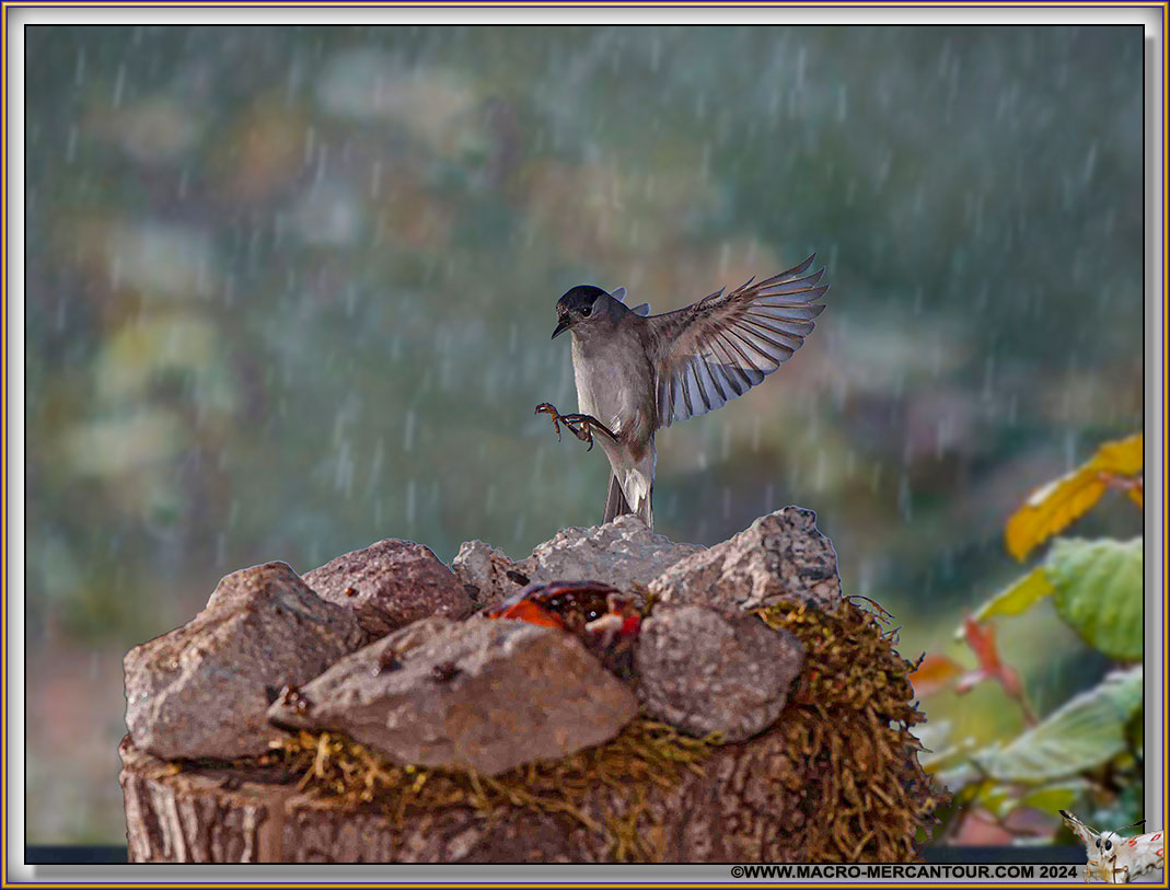 FAUVETTE à tête noire